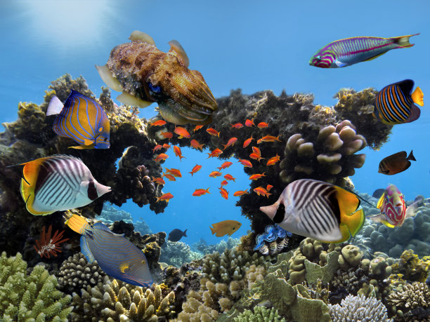 硬珊瑚与鱼图片下载