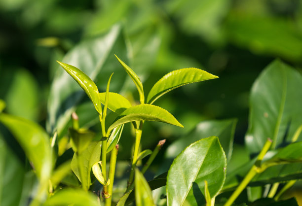 近距离的茶叶在茶树在一个种植园图片下载