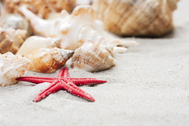 沙滩上的贝壳和红色海星，夏季海滩背景与文本复制空间图片下载
