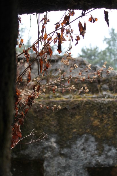 一个窗口图片下载