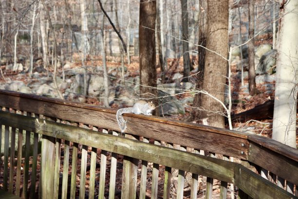一只松鼠坐在篱笆上图片下载