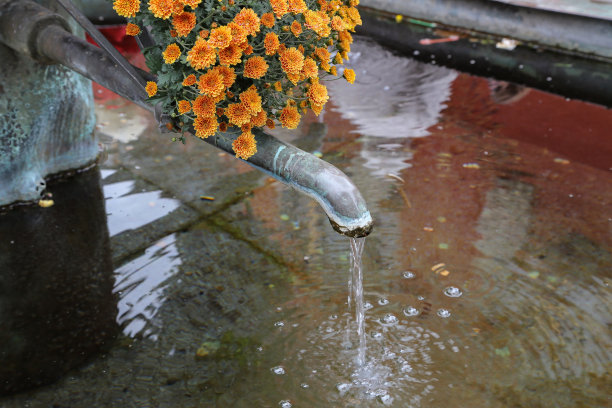 城市里装点着美丽的花朵，菊花。图片下载