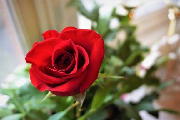 红玫瑰特写镜头图片下载