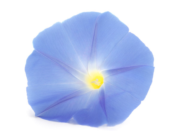 花番石榴蓝色与叶。图片下载