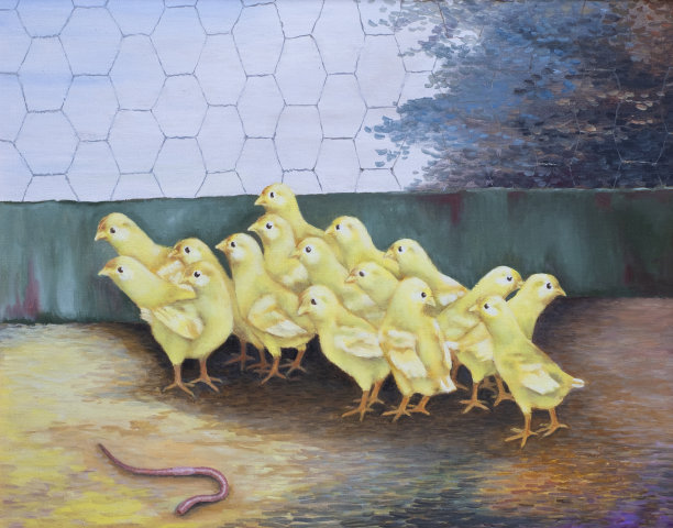 鸡舍里的小鸡奇怪地看着蚯蚓图片下载