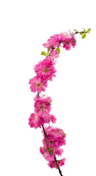 樱花树枝孤立图片下载
