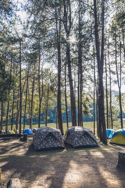 在丛林旅行黄昏森林图片下载
