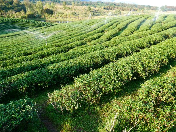 美丽的广阔的绿茶种植梯田图片下载