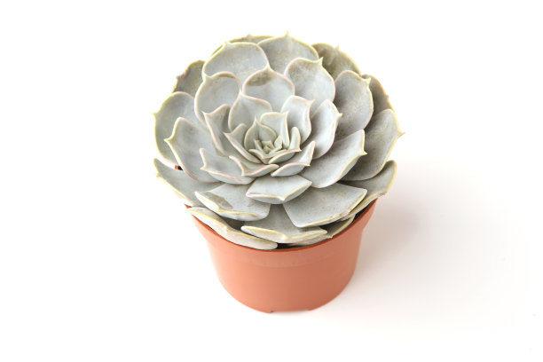 在白色背景上分离的月季属。图片下载