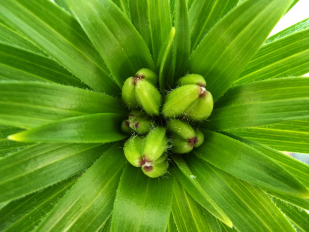 百合花蕾图片下载