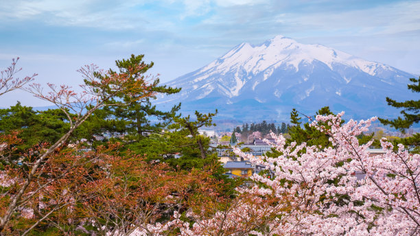 磐城山上盛开的樱花-樱花图片下载