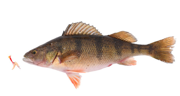 冰钓鲈鱼图片下载