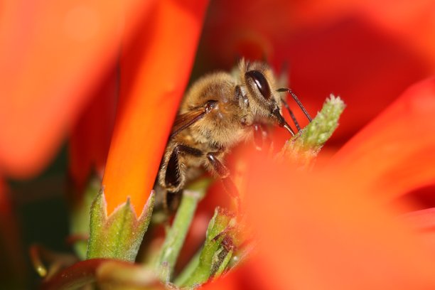 大黄蜂图片下载