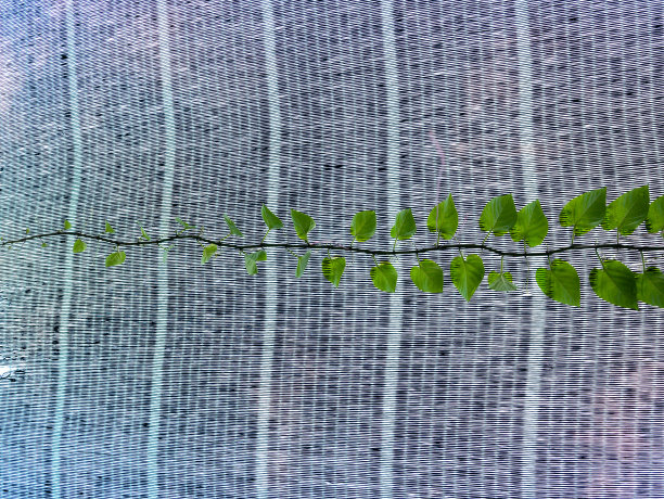 爬藤在遮阳网纹理图片下载