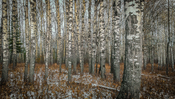 森林和树木图片下载