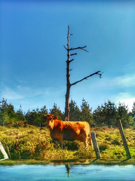 野生牛摆姿势图片下载