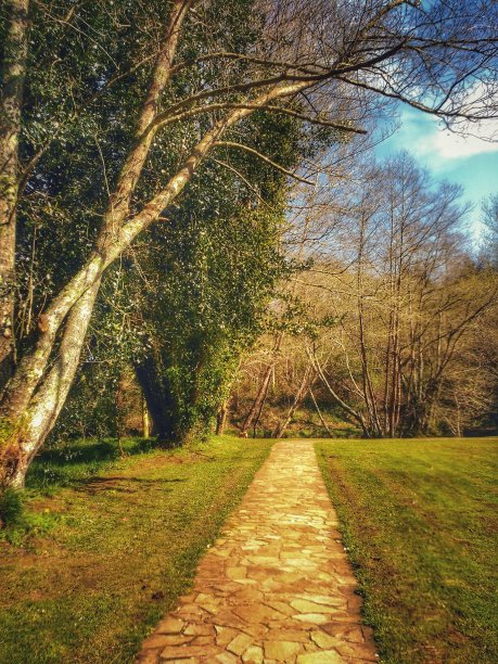 树间的石径图片下载