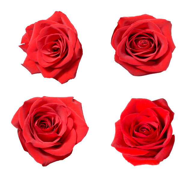 四朵美丽的红玫瑰花蕾。在白色背景上隔离图片下载