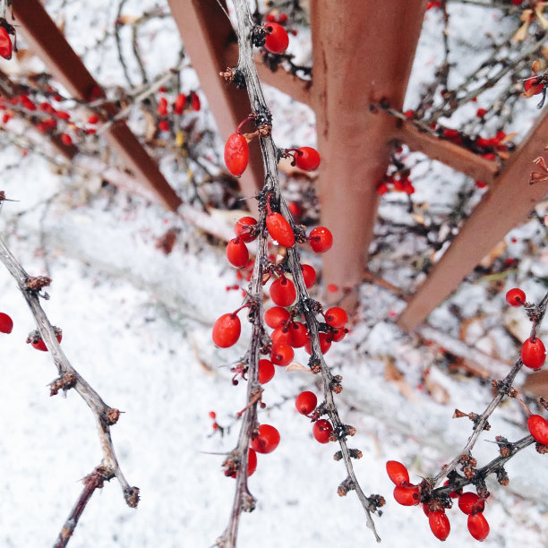 小檗(Berberis thunbergii)在雪地的背景下生长图片下载