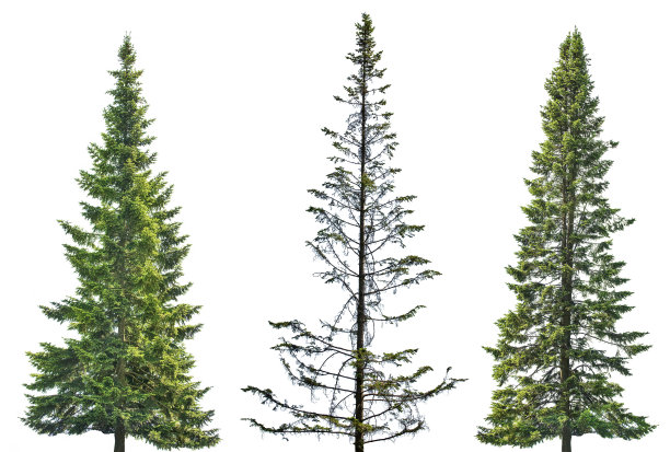 三棵深绿色的直冷杉，白底图片下载