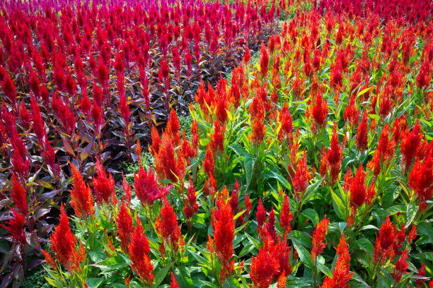 色彩缤纷的公园垂直花园。图片下载