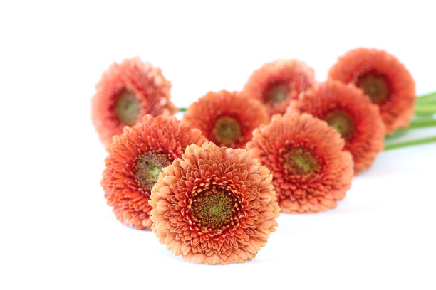 橙色的非洲菊图片下载