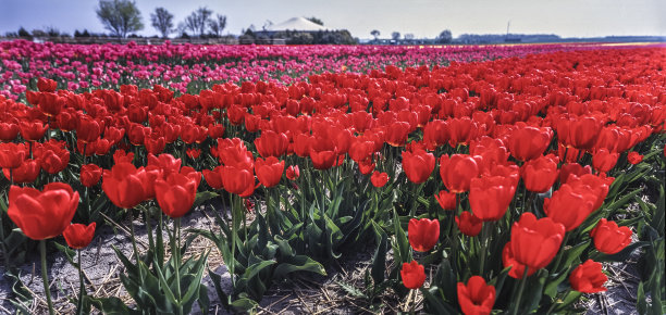 近距离的红色郁金香在花田图片下载