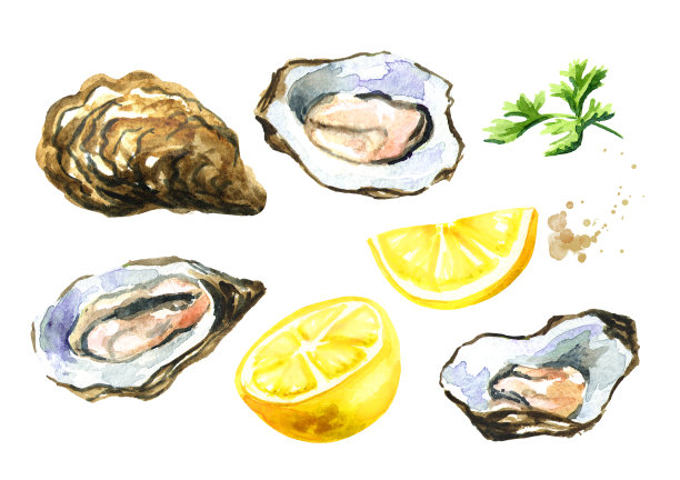 牡蛎壳配柠檬，海鲜套装。水彩手绘插图孤立的白色背景图片下载