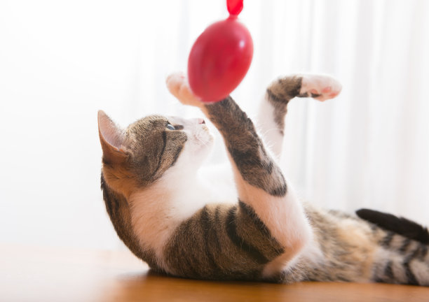 小虎斑猫玩红色复活节彩蛋图片下载