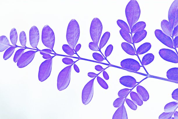 叶枝(负片技术)图片下载