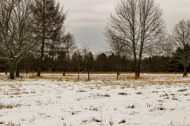 冬天的风景照片与雪地和光秃秃的树木。令人沮丧的场景，显示了冬天的黑暗图片下载