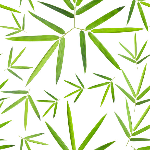 无缝竹叶收集图片下载