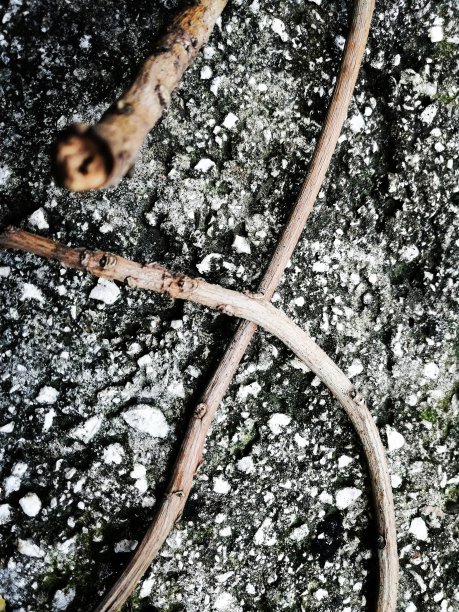 茎折断图片下载