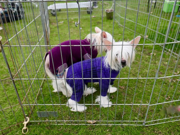 狗时尚图片下载