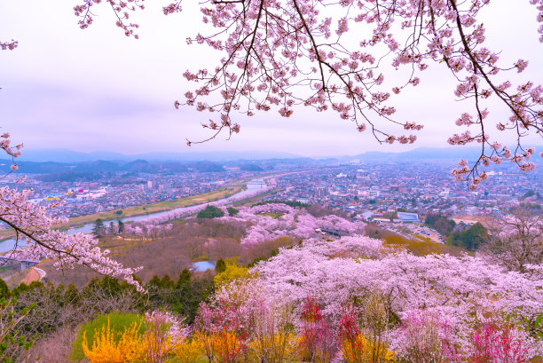 船冈的樱花图片下载