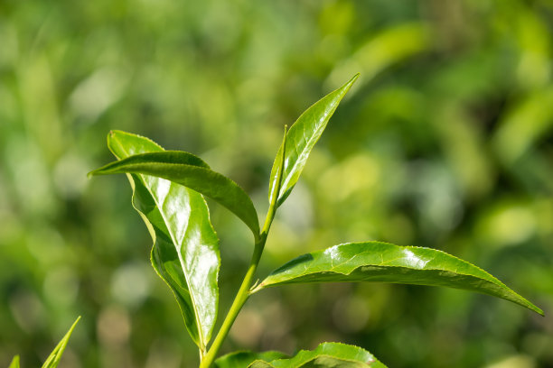 近距离的茶叶在茶树在一个种植园图片下载