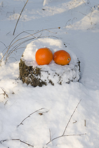 雪中的橘子图片下载