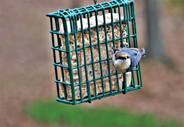 五子雀的鸟图片下载