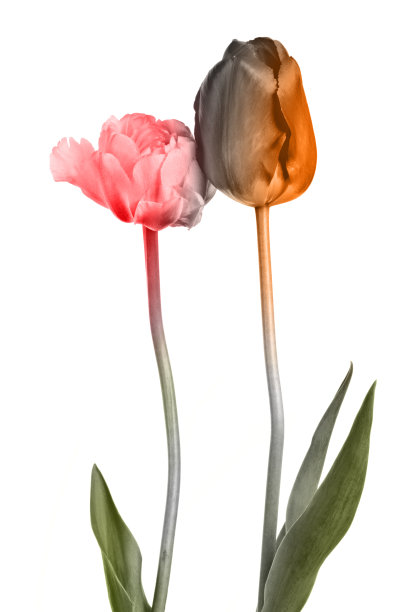 白色背景上绘有一对美丽的花图片下载