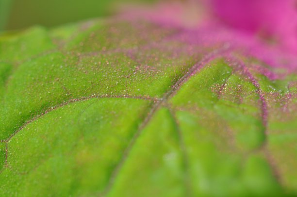 树菠菜图片下载