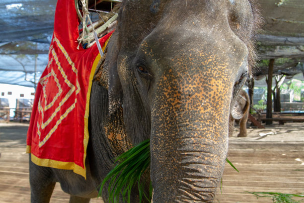 动物园里的大象图片下载