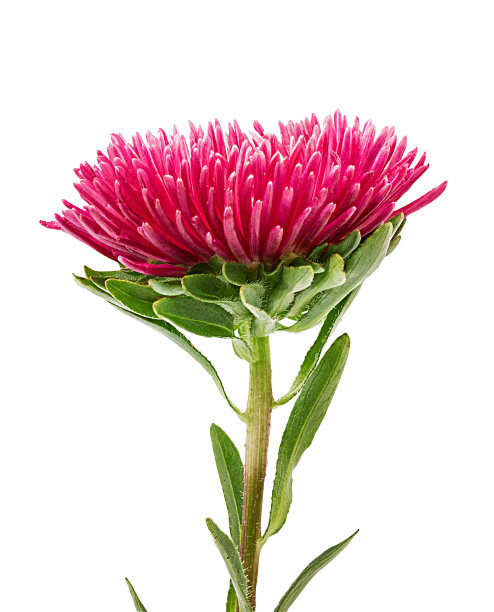 紫菀花与叶孤立在白色背景与修剪路径图片下载