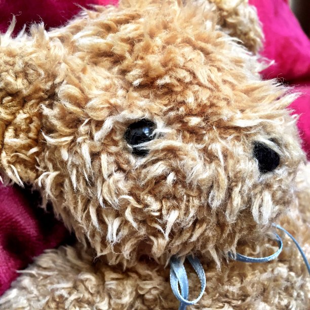 皱巴巴的泰迪熊脸图片下载