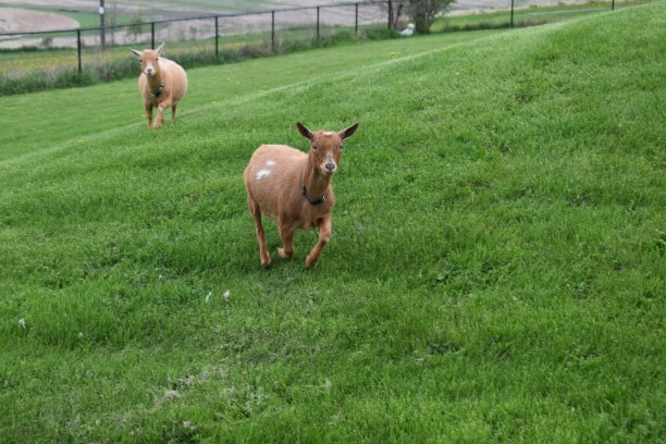 秋天，两只棕色的尼日利亚矮山羊在农村农场的牧场上奔跑图片下载