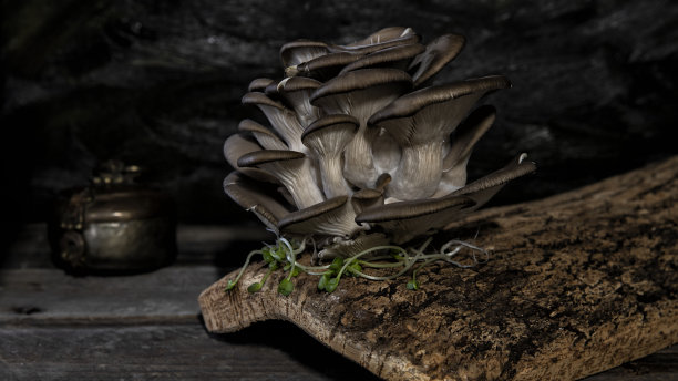 奥斯特恩皮尔泽图片下载