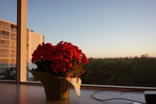 花在窗台上图片下载