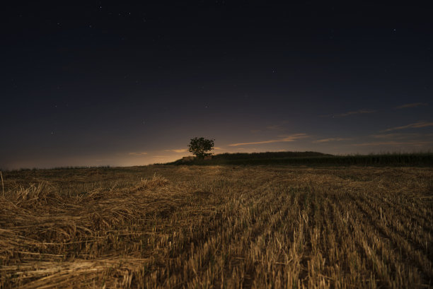 晚上橄榄树图片下载