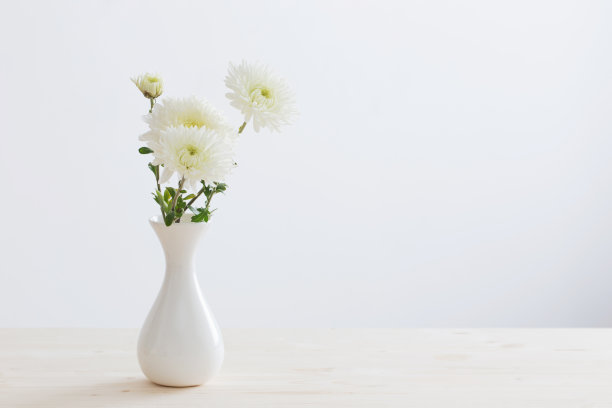 白瓶菊花图片下载