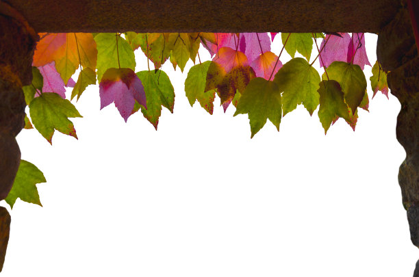 孤立的窗口或舞台与秋叶图片下载