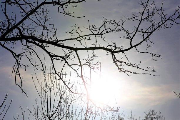 冬天，一棵树的形象图片下载